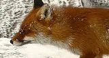 Ein Fuchs